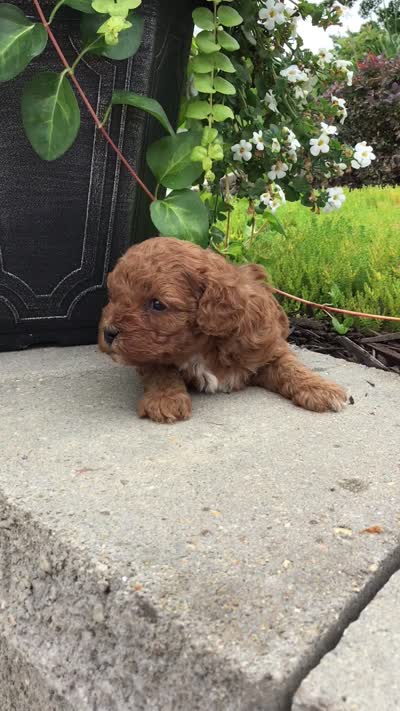 Bryce F1b, a male Cavapoo for sale in Bloomfield, IA – 9 of 10