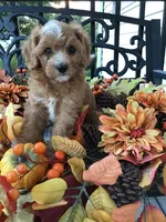 Henry Wadsworth “Longfellow” F1, a male Cavapoo for sale in Bloomfield, IA – 8 of 10