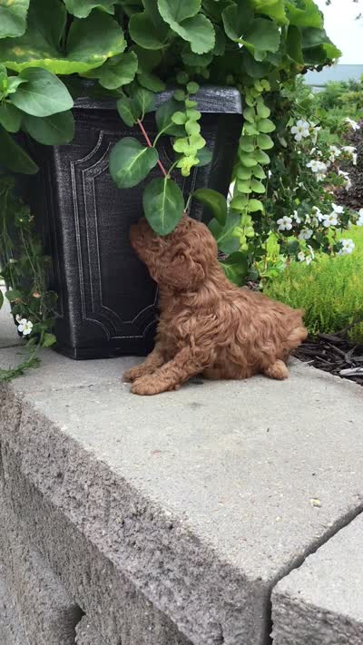 Denali F1b, a male Cavapoo for sale in Bloomfield, IA – 10 of 10