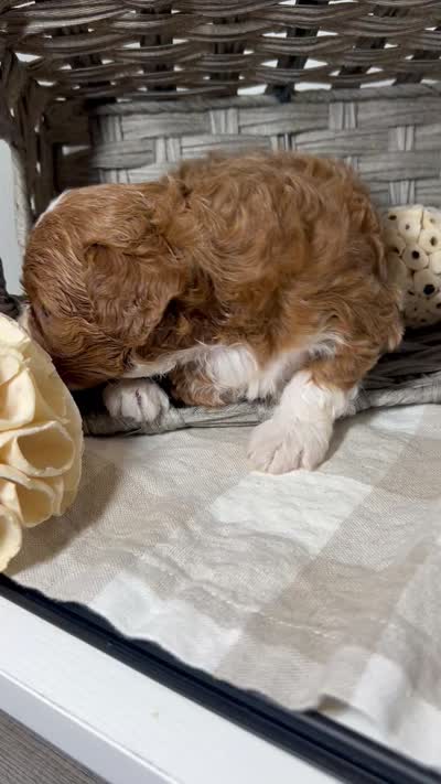 “Lucy” Montgomery F1 pending, a female Cavapoo for sale in Bloomfield, IA – 7 of 10