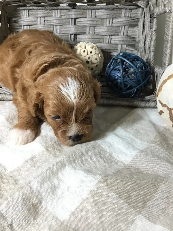 C. S. “Lewis” F1 – Cavapoo puppy for sale in Bloomfield, IA