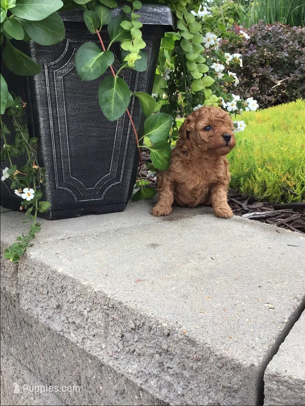 Denali F1b – Cavapoo puppy for sale in Bloomfield, IA