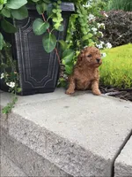 Denali F1b, a male Cavapoo for sale in Bloomfield, IA – 6 of 10