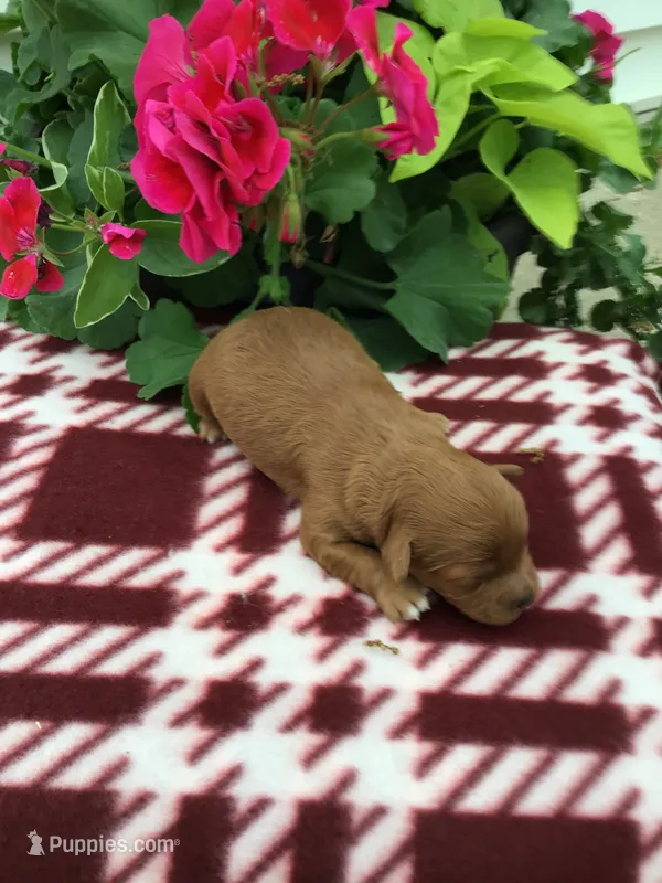 Female #1 – Cavapoo puppy for sale in Bloomfield, IA