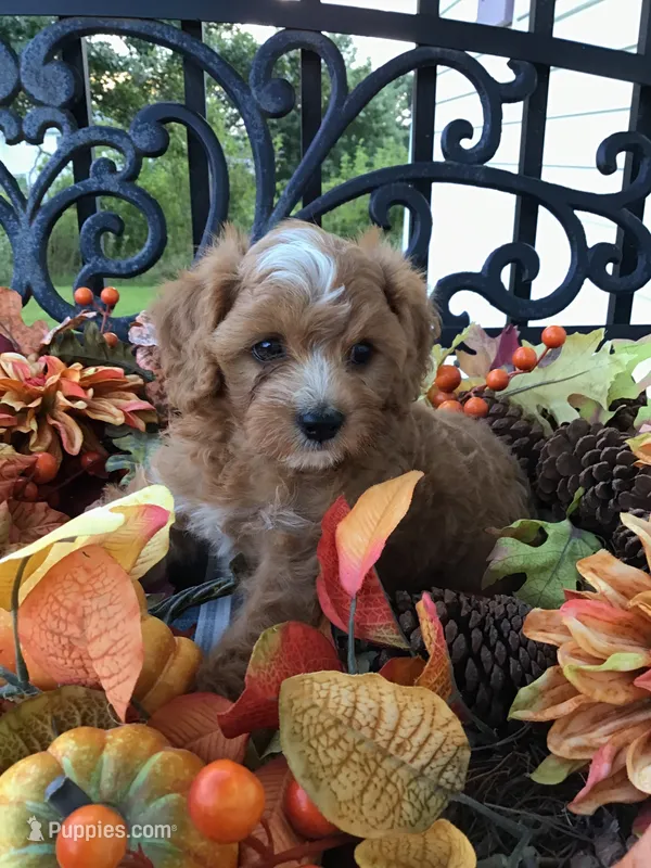 Henry Wadsworth “Longfellow” F1 – Cavapoo puppy for sale in Bloomfield, IA