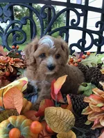 Henry Wadsworth “Longfellow” F1, a male Cavapoo for sale in Bloomfield, IA – 3 of 10