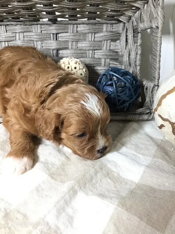 C. S. “Lewis” F1 – Cavapoo puppy for sale in Bloomfield, IA
