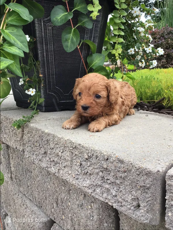 Custer F1b – Cavapoo puppy for sale in Bloomfield, IA