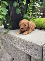 Custer F1b, a male Cavapoo for sale in Bloomfield, IA – 4 of 10