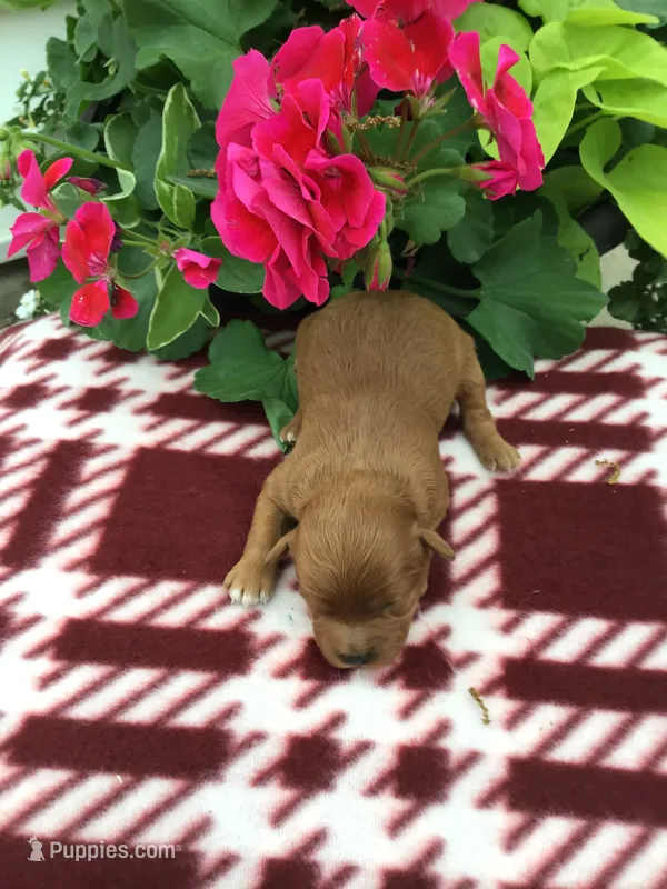 Female #1 – Cavapoo puppy for sale in Bloomfield, IA