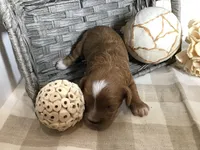 C. S. “Lewis” F1, a male Cavapoo for sale in Bloomfield, IA – 7 of 10