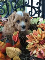 Henry Wadsworth “Longfellow” F1, a male Cavapoo for sale in Bloomfield, IA – 4 of 10