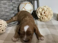 C. S. “Lewis” F1, a male Cavapoo for sale in Bloomfield, IA – 6 of 10