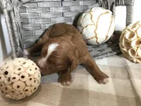 “Laura” Ingalls Wilder F1, a female Cavapoo for sale in Bloomfield, IA – 7 of 10