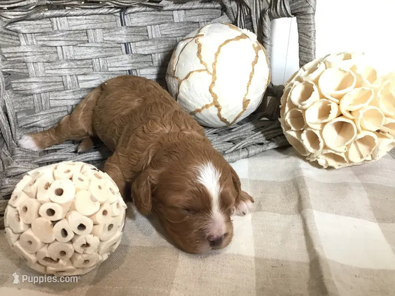 “Laura” Ingalls Wilder F1 – Cavapoo puppy for sale in Bloomfield, IA