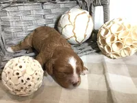 “Laura” Ingalls Wilder F1, a female Cavapoo for sale in Bloomfield, IA – 1 of 10