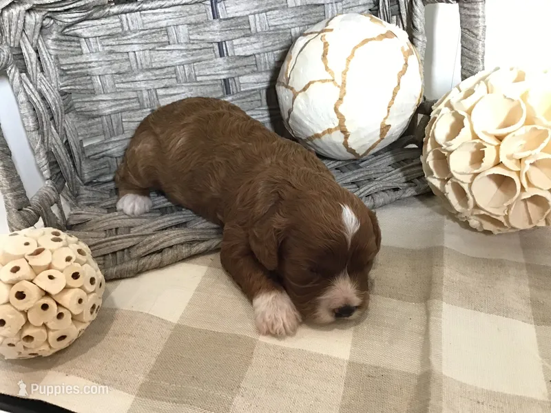 “Louisa” May Alcott F1 – Cavapoo puppy for sale in Bloomfield, IA