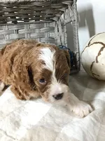 “Lucy” Montgomery F1 pending, a female Cavapoo for sale in Bloomfield, IA – 1 of 10