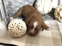“Laura” Ingalls Wilder F1, a female Cavapoo for sale in Bloomfield, IA – 2 of 10