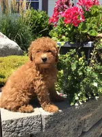 Denali F1b, a male Cavapoo for sale in Bloomfield, IA – 2 of 10
