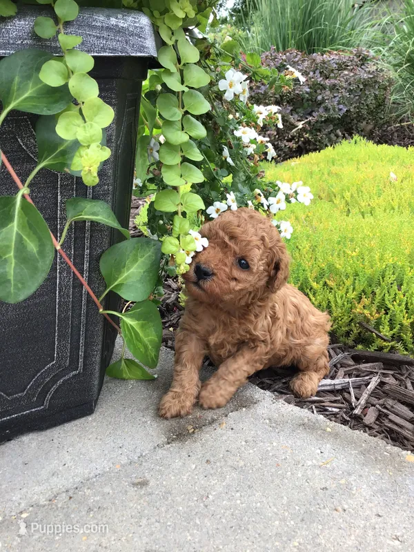 Denali F1b – Cavapoo puppy for sale in Bloomfield, IA