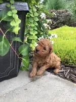 Denali F1b, a male Cavapoo for sale in Bloomfield, IA – 7 of 10