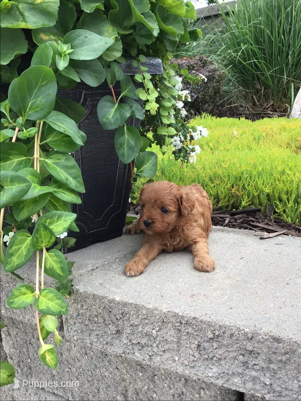 Shenandoah F1b – Cavapoo puppy for sale in Bloomfield, IA
