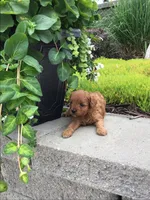 Shenandoah F1b, a male Cavapoo for sale in Bloomfield, IA – 9 of 10
