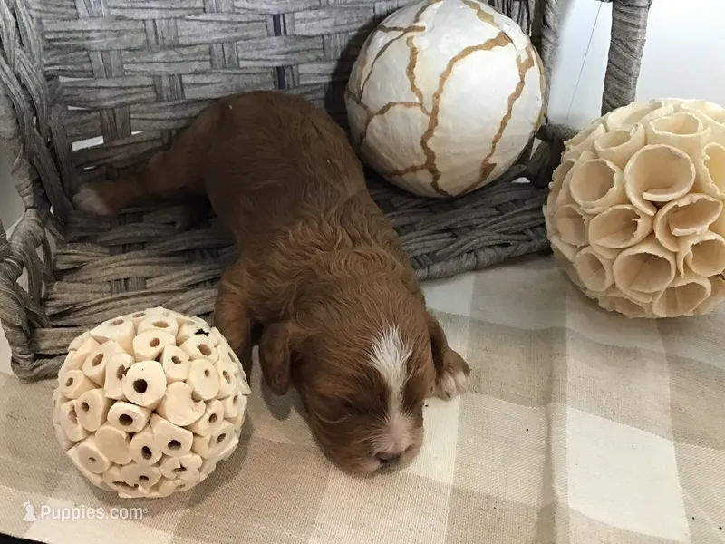 “Laura” Ingalls Wilder F1 – Cavapoo puppy for sale in Bloomfield, IA