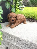 Zion F1b, a male Cavapoo for sale in Bloomfield, IA – 5 of 10