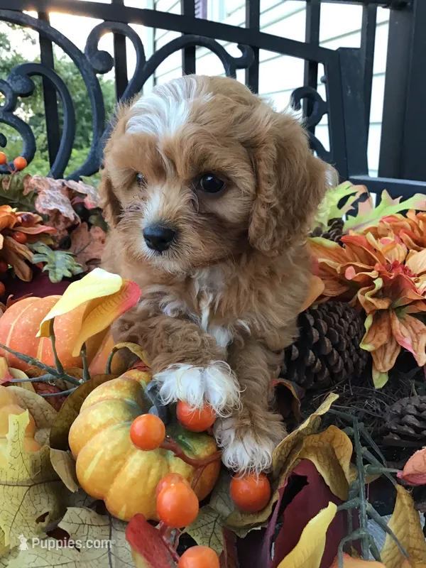 C. S. “Lewis” F1 – Cavapoo puppy for sale in Bloomfield, IA