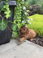 Denali F1b, a male Cavapoo for sale in Bloomfield, IA – 4 of 10