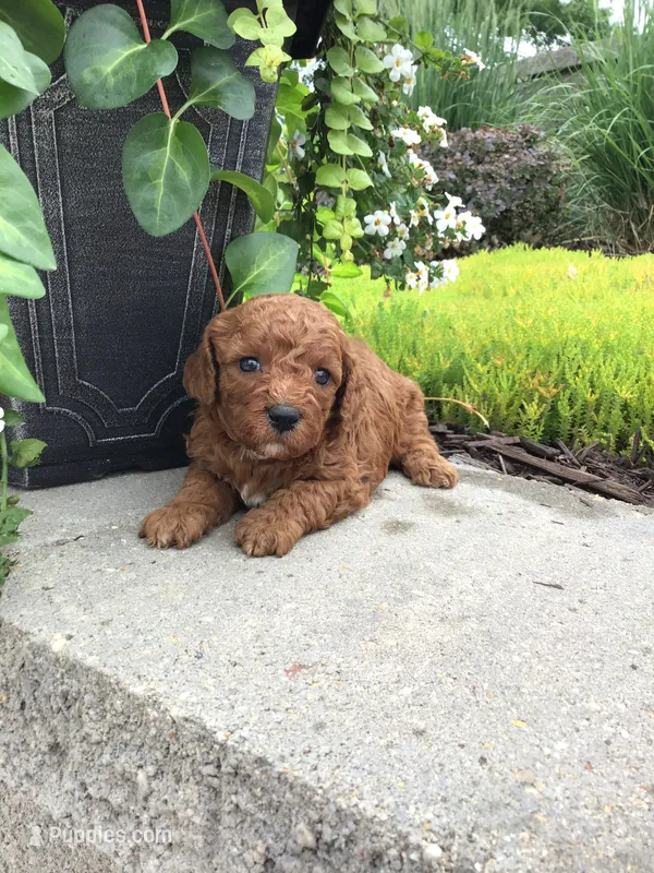 Zion F1b – Cavapoo puppy for sale in Bloomfield, IA