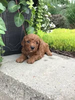 Zion F1b, a male Cavapoo for sale in Bloomfield, IA – 6 of 10