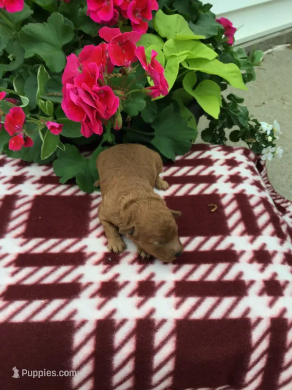 Female #2 – Cavapoo puppy for sale in Bloomfield, IA
