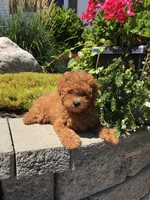 Denali F1b, a male Cavapoo for sale in Bloomfield, IA – 3 of 10