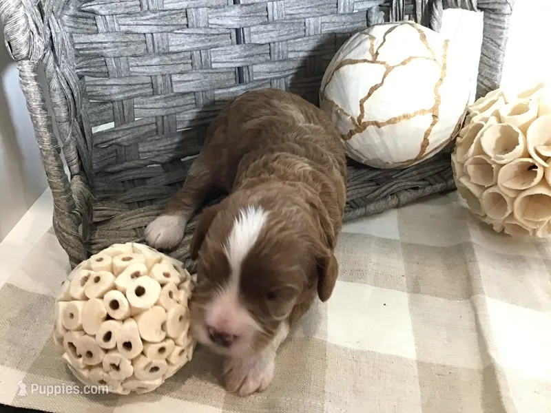 “Lucy” Montgomery F1 – Cavapoo puppy for sale in Bloomfield, IA