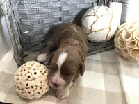 “Lucy” Montgomery F1, a female Cavapoo for sale in Bloomfield, IA – 1 of 10