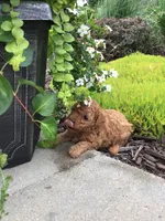 Denali F1b, a male Cavapoo for sale in Bloomfield, IA – 5 of 10