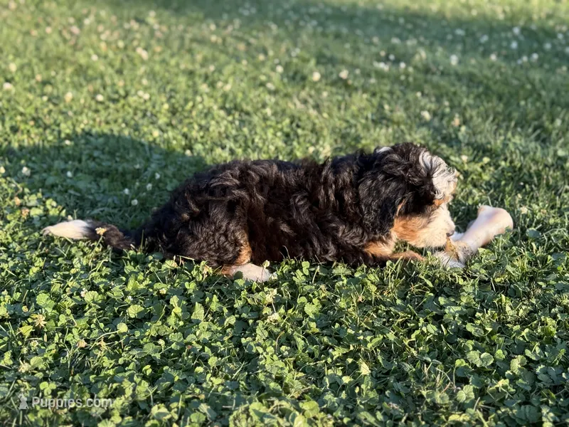 Skye – Miniature Bernedoodle puppy for sale in Bloomfield, IA