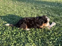 Skye, a female Miniature Bernedoodle for sale in Bloomfield, IA – 1 of 5