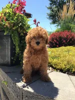 Denali F1b, a male Cavapoo for sale in Bloomfield, IA – 9 of 10