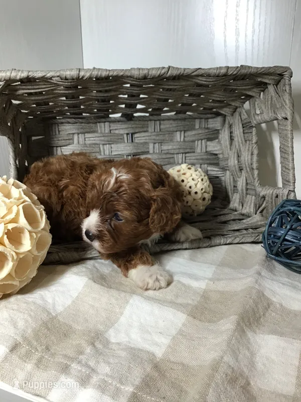 “Louisa” May Alcott F1 – Cavapoo puppy for sale in Bloomfield, IA