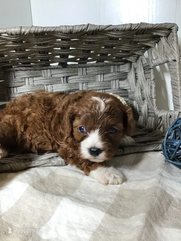 “Louisa” May Alcott F1 – Cavapoo puppy for sale in Bloomfield, IA