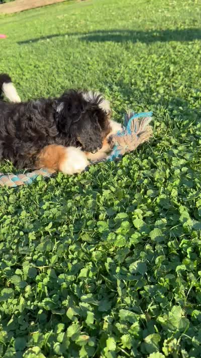 Skye, a female Miniature Bernedoodle for sale in Bloomfield, IA – 5 of 5