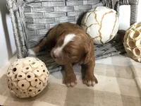 “Laura” Ingalls Wilder F1, a female Cavapoo for sale in Bloomfield, IA – 6 of 10