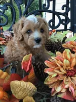 Henry Wadsworth “Longfellow” F1, a male Cavapoo for sale in Bloomfield, IA – 7 of 10
