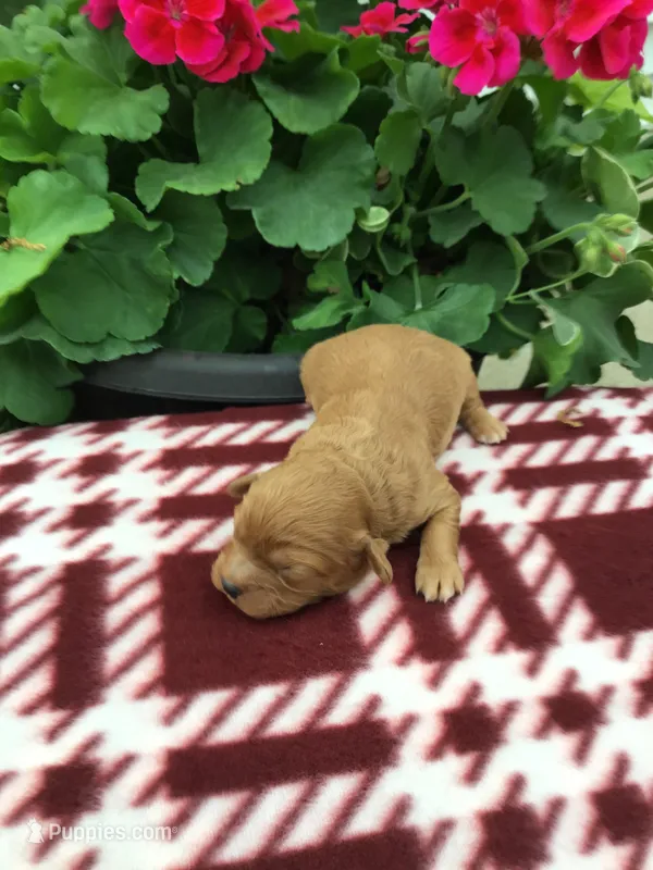 Male 1 – Cavapoo puppy for sale in Bloomfield, IA