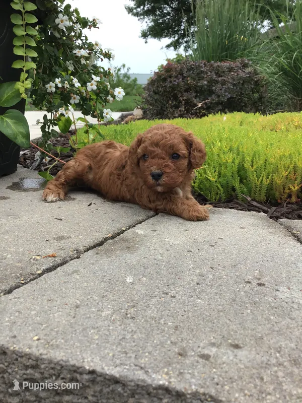 Bryce F1b pending – Cavapoo puppy for sale in Bloomfield, IA