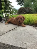 Bryce F1b, a male Cavapoo for sale in Bloomfield, IA – 2 of 10